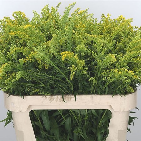 Solidago Strong Design