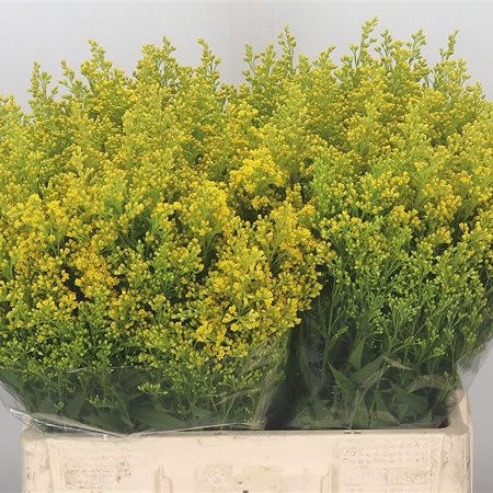Solidago Super