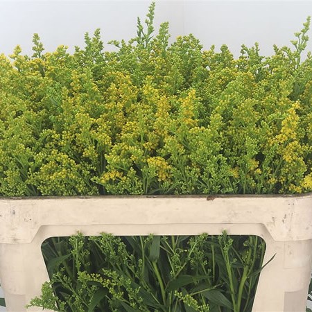 Solidago Super