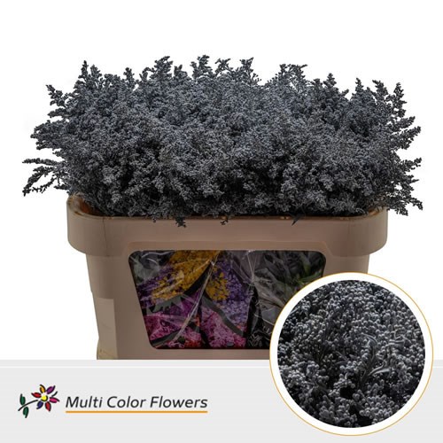 Solidago Tara Dyed Grey