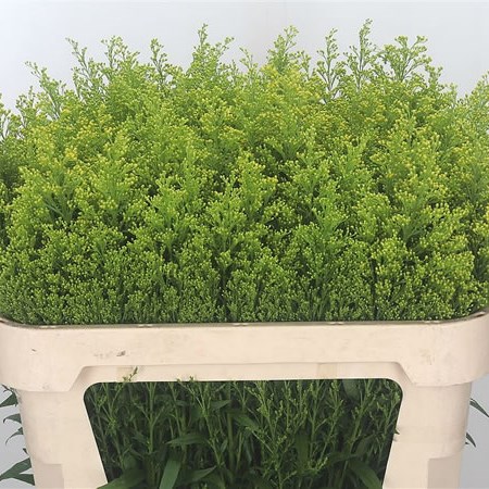 Solidago Tara Gold