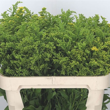 Solidago Tara Gold