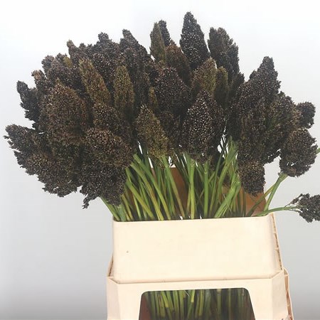 Sorghum Grass - Zebra Compact