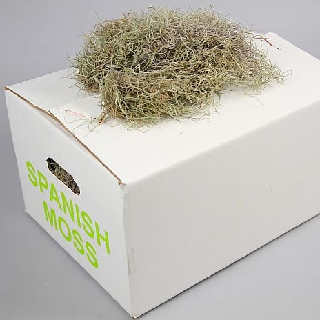 Spanish Moss Dried Fine (1Kg Box)