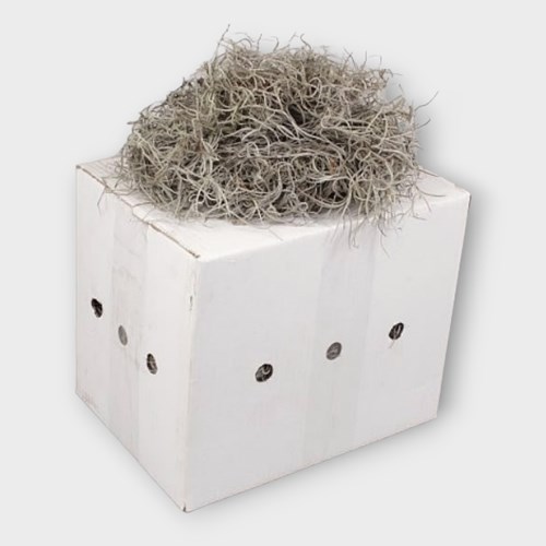 Spanish Moss Dried Thick (1Kg Box)