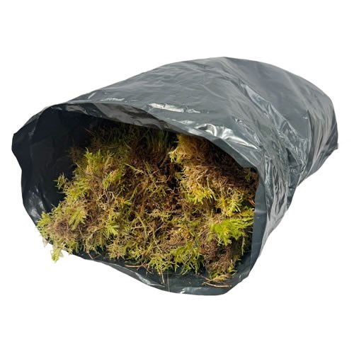 Moss - Natural English (Ideal for Wreath Making)