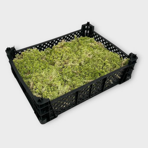 Sphagnum Moss Punnet (Commercially Grown)