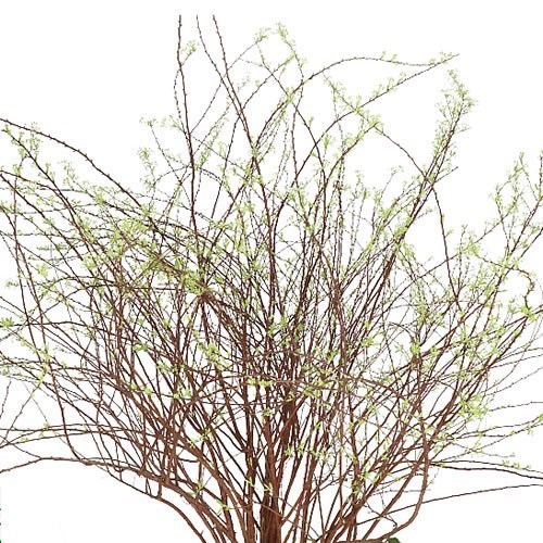 Spiraea Grefsheim