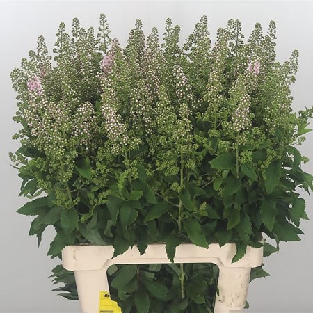 Spiraea Pink Innocence