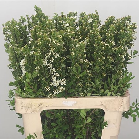 Spiraea Snowmound
