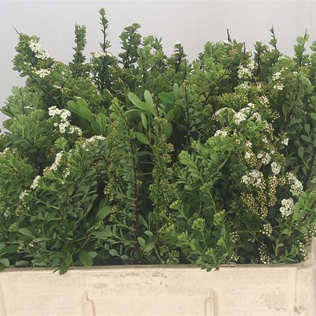 Spiraea Snowmound
