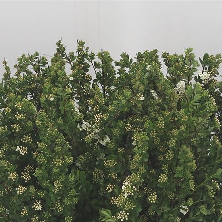 Spiraea Snowmountain