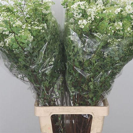 Spiraea Snowmountain