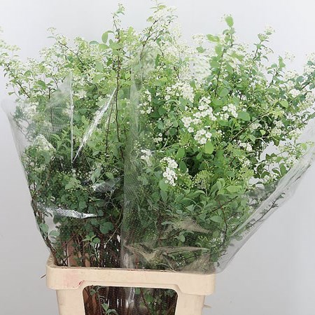 Spiraea Snowmountain (Extra)