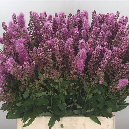 Spiraea X Billardii Triumphans