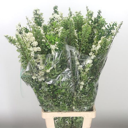 Spirea Prunifolia
