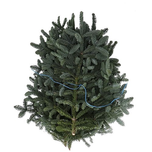 Spruce (Blue Band) Approx. 5Kg