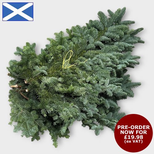 Spruce - Scottish 4.5-5Kg (Call Office to Pre-Order)