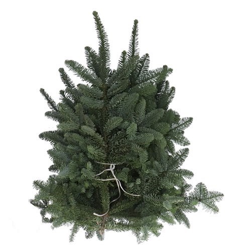 Spruce Whiteband (Early Season 5Kg)