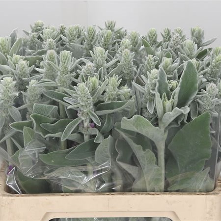Stachys Byzantina Silver Finch