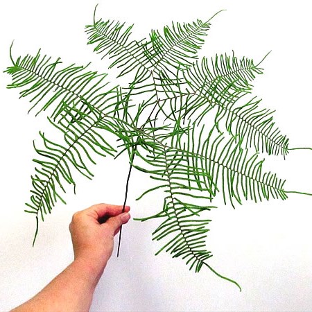 Star Fern