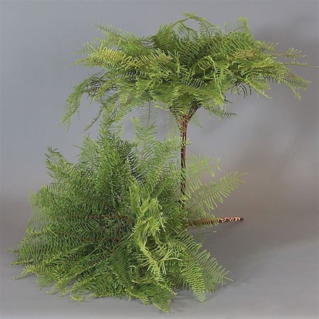 Star Fern