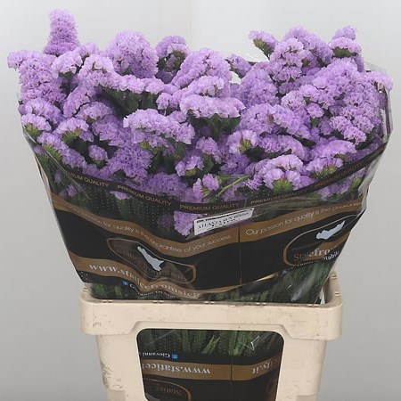 Statice Atlanta Lavender Sun Birds