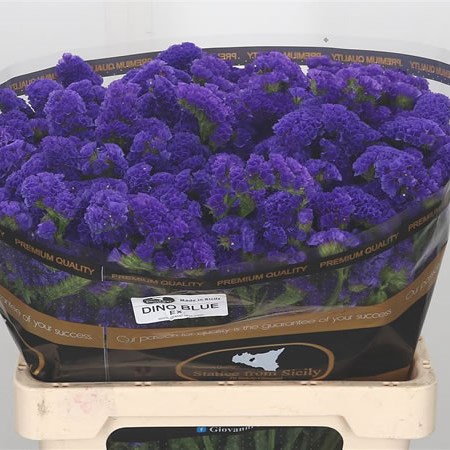 Statice Dino Violet