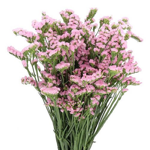 Statice Lucia Pink