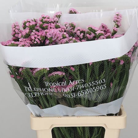 Statice Pink