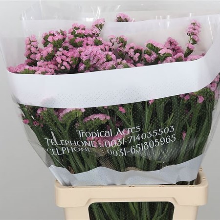 Statice Pink