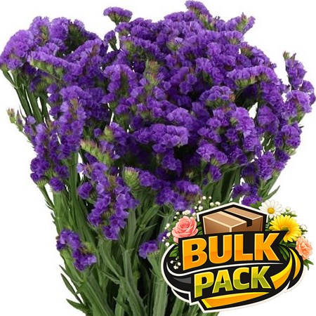 Statice Purple (150 stem Bulk Pack)