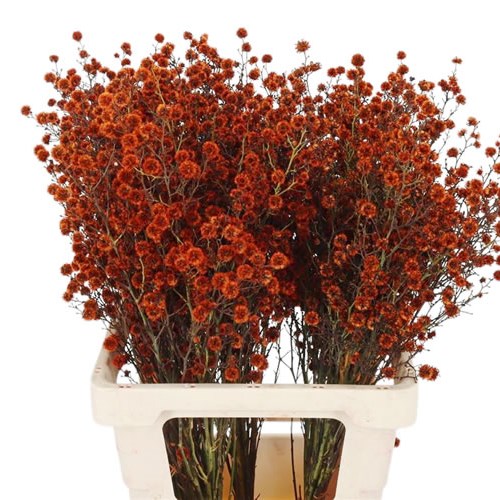 Stillingia dyed Orange