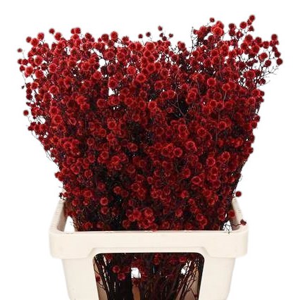 Stillingia dyed Red