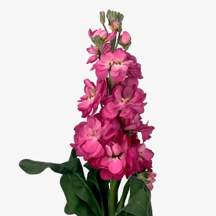 Stocks Aida Cherryblossom