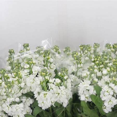 Stocks Centum White