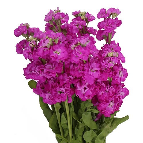 Stocks Deep Rose