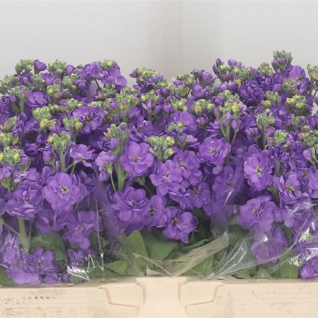 Stocks Figaro Lavender