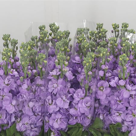 Stocks Figaro Lavender
