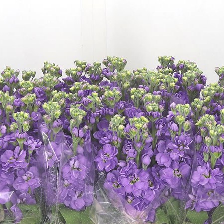 Stocks Figaro Lavender