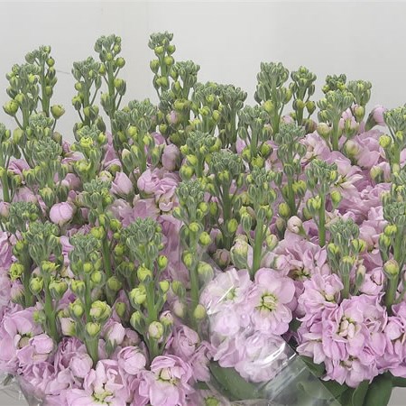 Stocks Figaro Pale Pink