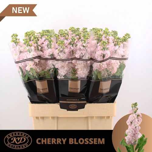 Stocks Impala Cherry Blossom