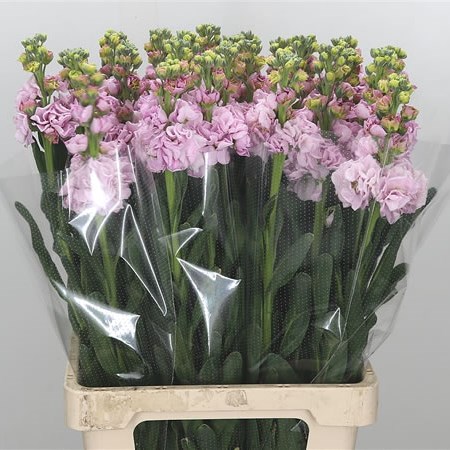 Stocks Iron Baby Pink Extra (Italian)