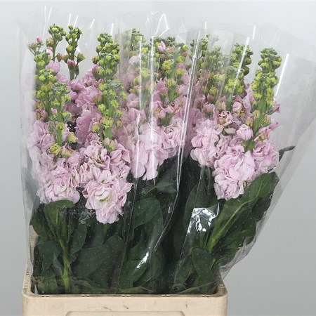 Stocks Iron Baby Pink Extra (Italian)