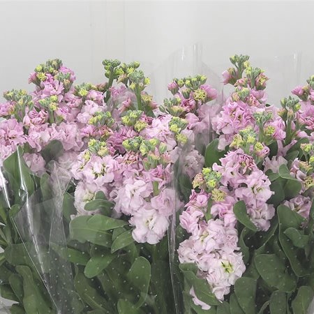 Stocks Iron Baby Pink (Italian)