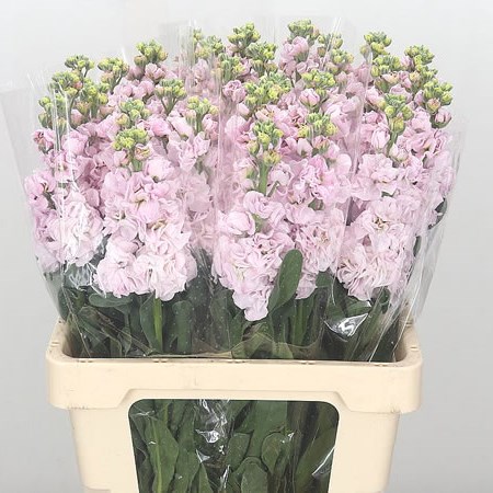 Stocks Iron Baby Pink (Italian)