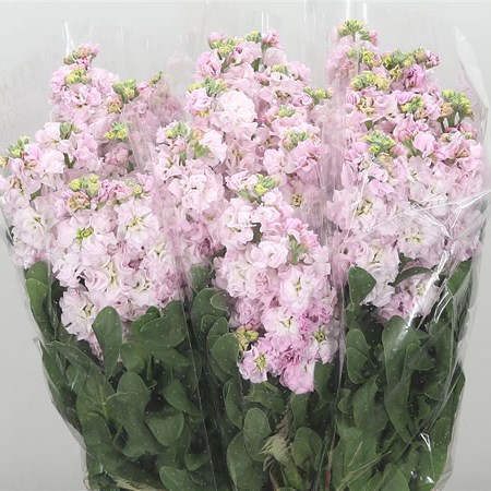 Stocks Iron Baby Pink (Italian)