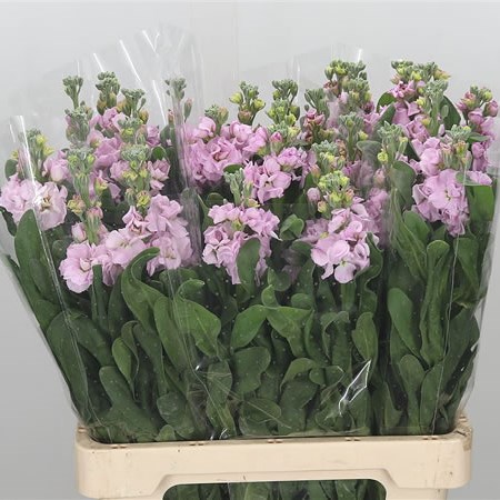 Stocks Iron Baby Pink (Italian)
