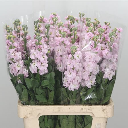 Stocks Iron Baby Pink (Italian)