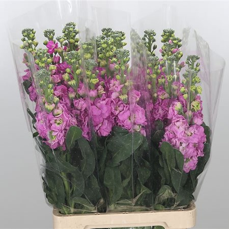 Stocks Iron Dark Pink (Italian)